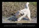 Hundezauber Fotokalender 2027 - 2