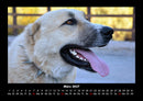 Hundezauber Fotokalender 2027 - 3