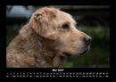 Hundezauber Fotokalender 2027 - 5
