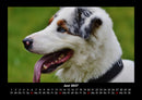 Hundezauber Fotokalender 2027 - 6