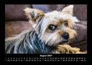 Hundezauber Fotokalender 2027 - 8