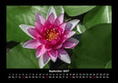 Blumenkalender Fotokalender 2027 - 9