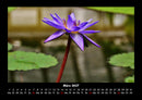 Blumenkalender Fotokalender 2027 - 3