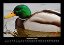 Enten Fotokalender 2027 - 9