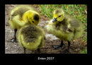 Enten Fotokalender 2027 - Hauptbild