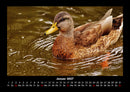 Enten Fotokalender 2027 - 1