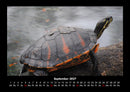Schildkrötenzauber Fotokalender 2027 - 9