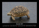 Schildkrötenzauber Fotokalender 2027 - 11