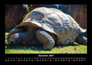 Schildkrötenzauber Fotokalender 2027 - 12