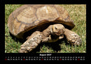 Schildkrötenzauber Fotokalender 2027 - 8