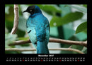 Welt der Vögel Fotokalender 2027 - 11