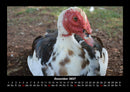 Welt der Vögel Fotokalender 2027 - 12