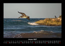Welt der Vögel Fotokalender 2027 - 1