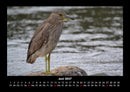 Welt der Vögel Fotokalender 2027 - 6