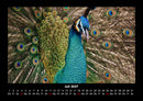 Welt der Vögel Fotokalender 2027 - 7