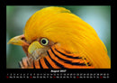 Welt der Vögel Fotokalender 2027 - 8