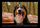 Hundezauber Fotokalender 2027 - 12