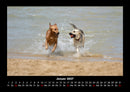 Hundezauber Fotokalender 2027 - 1