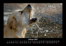 Hundezauber Fotokalender 2027 - 2
