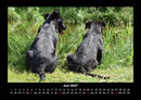Hundezauber Fotokalender 2027 - 6