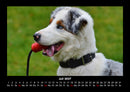 Hundezauber Fotokalender 2027 - 7