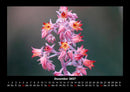 Blumenträume Fotokalender 2027 - 12