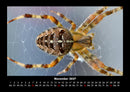 Tiere in der Wildnis Fotokalender 2027 - 11