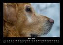 Tiere in der Wildnis Fotokalender 2027 - 3