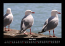 Tiere in der Wildnis Fotokalender 2027 - 4