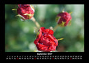Rosentraum Fotokalender 2027 - 9
