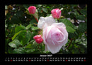 Rosentraum Fotokalender 2027 - 1