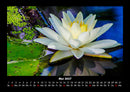 Rosentraum Fotokalender 2027 - 5