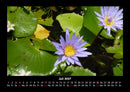 Rosentraum Fotokalender 2027 - 7