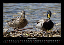 Enten Fotokalender 2027 - 10