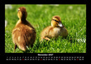 Enten Fotokalender 2027 - 11