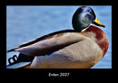 Enten Fotokalender 2027 - Hauptbild