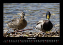 Enten Fotokalender 2027 - 1