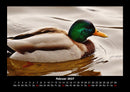 Enten Fotokalender 2027 - 2