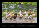 Enten Fotokalender 2027 - 3