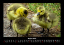 Enten Fotokalender 2027 - 8