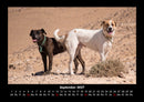 Hunde Fotokalender 2027 - 9