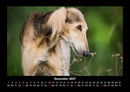 Hunde Fotokalender 2027 - 12