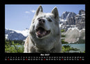 Hunde Fotokalender 2027 - 5