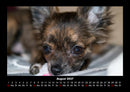 Hunde Fotokalender 2027 - 8