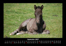 Die Welt der Pferde Fotokalender 2027 - 9