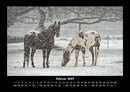 Die Welt der Pferde Fotokalender 2027 - 2