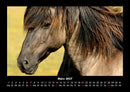 Die Welt der Pferde Fotokalender 2027 - 3