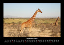 Giraffen Fotokalender 2027 - 9