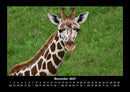 Giraffen Fotokalender 2027 - 11