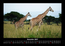 Giraffen Fotokalender 2027 - 12